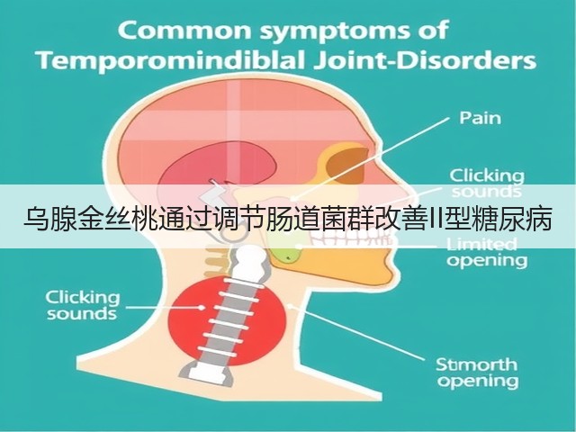 乌腺金丝桃通过调节肠道菌群改善II型糖尿病(图3)