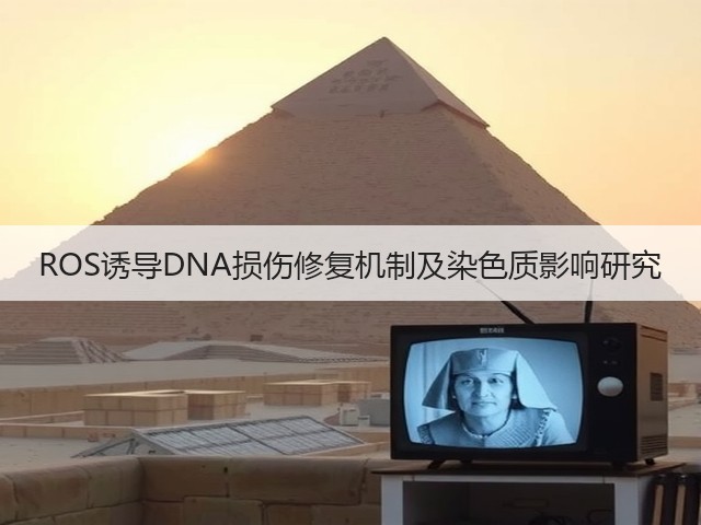 ROS诱导DNA损伤修复机制及染色质影响研究(图1) ROS诱导DNA损伤修复机制及染色质影响研究(图1)