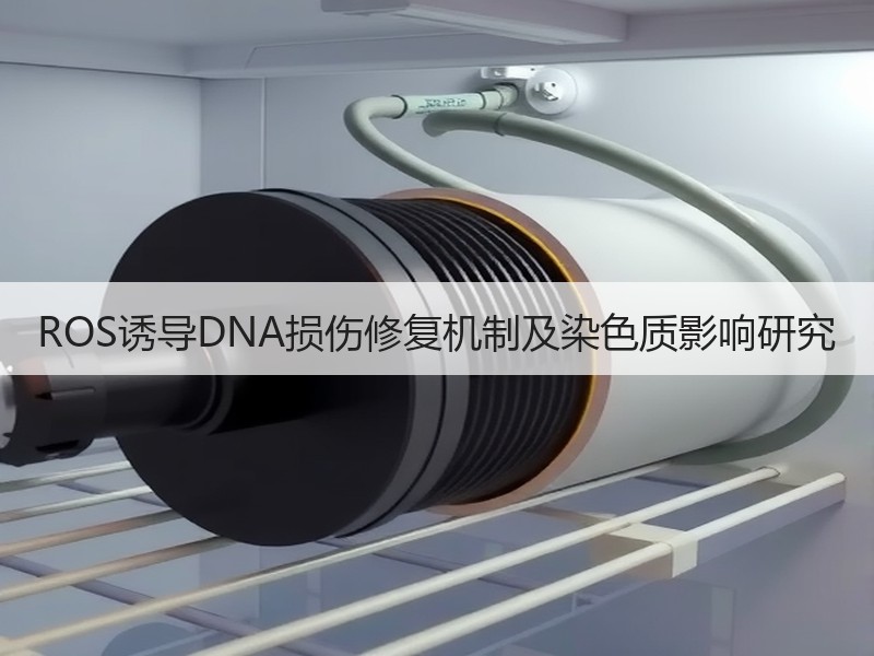 ROS诱导DNA损伤修复机制及染色质影响研究