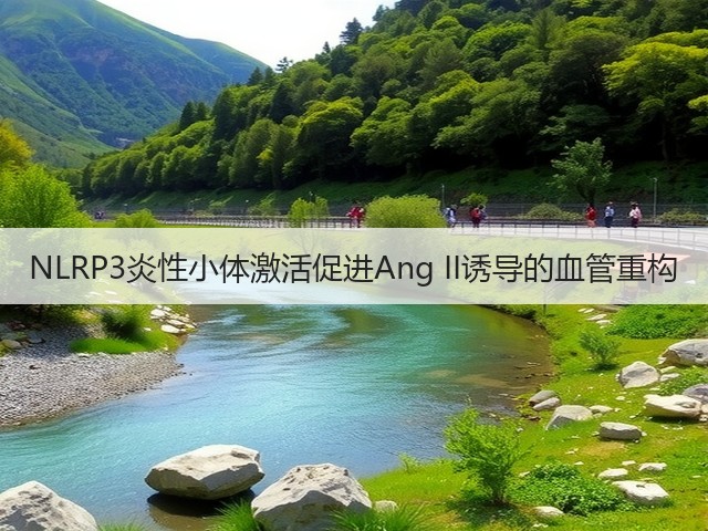 NLRP3炎性小体激活促进Ang II诱导的血管重构(图1) NLRP3炎性小体激活促进Ang II诱导的血管重构(图1)