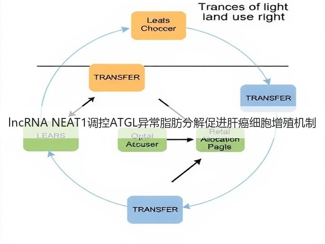 lncRNA NEAT1调控ATGL异常脂肪分解促进肝癌细胞增殖机制(图3) lncRNA NEAT1调控ATGL异常脂肪分解促进肝癌细胞增殖机制(图3)