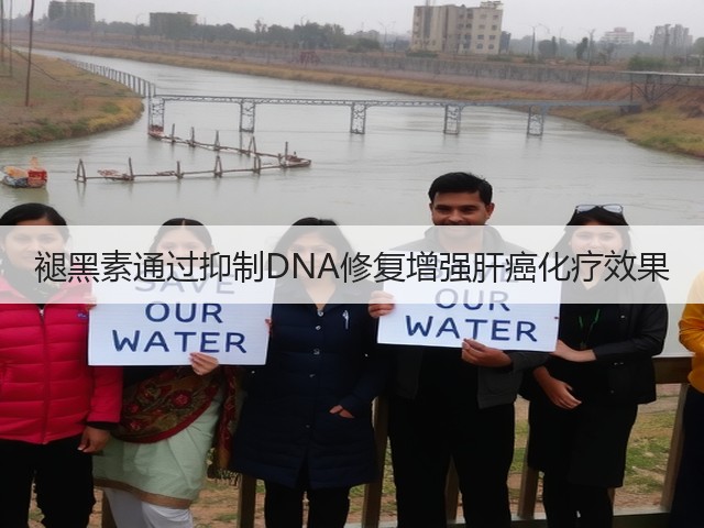 褪黑素通过抑制DNA修复增强肝癌化疗效果(图3)