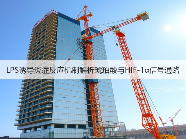 LPS诱导炎症反应机制解析琥珀酸与HIF-1α信号通路(图2) LPS诱导炎症反应机制解析琥珀酸与HIF-1α信号通路(图2)